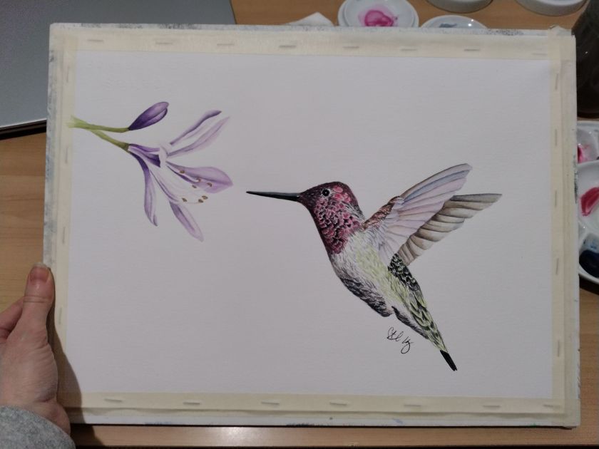 Watercolor painting of a hummingbird flying toward a purple flower.