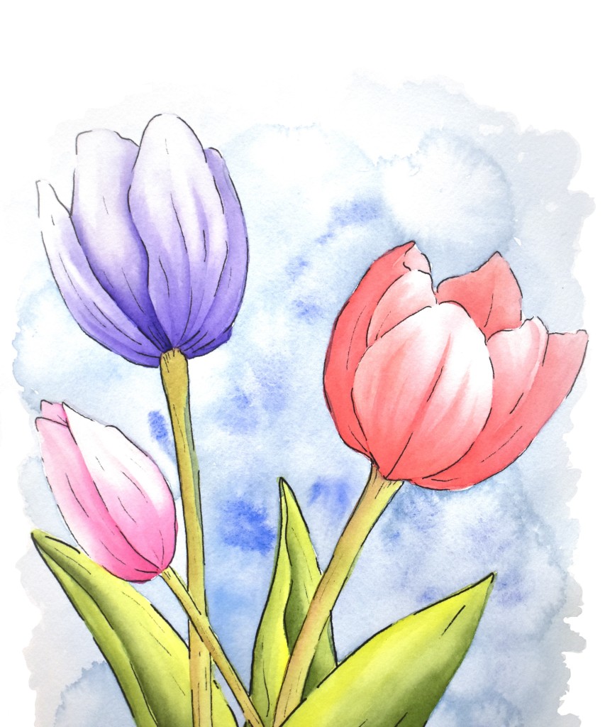 Line and wash Tulips in watercolor