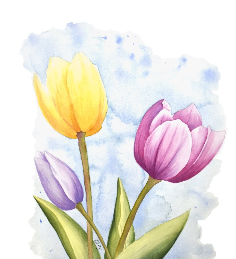 Tulips painted in watercolor